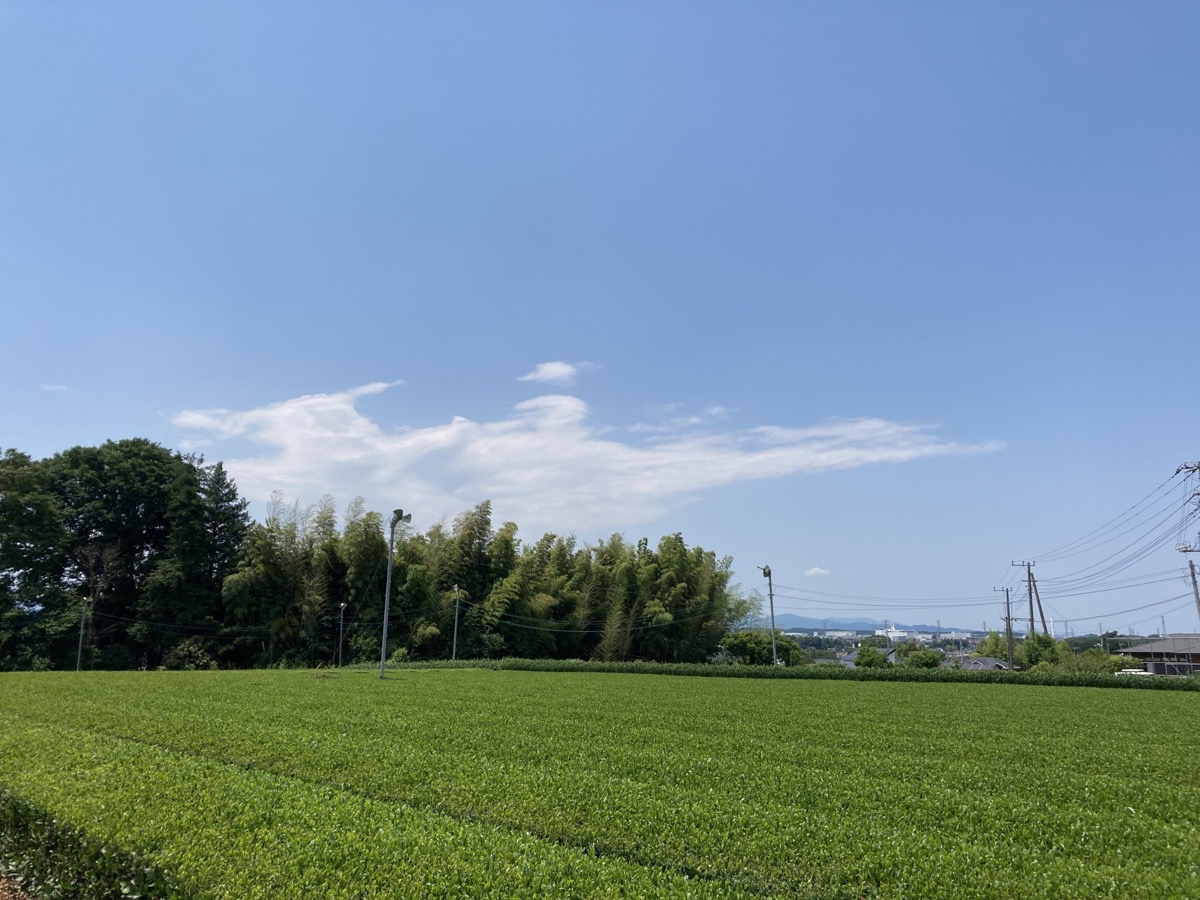所沢の狭山茶畑